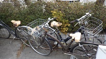 RIMG2141.jpg